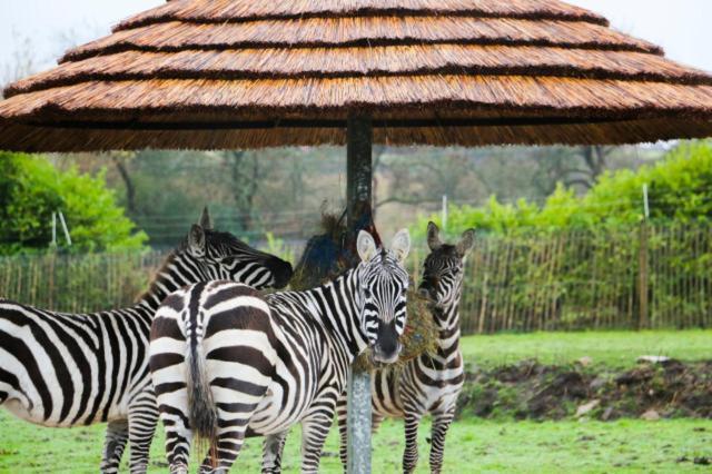 Chic 2 Bed Peak District Cottage Barn Near Alton Towers, Polar Bears, Chatsworth House Leek Luaran gambar