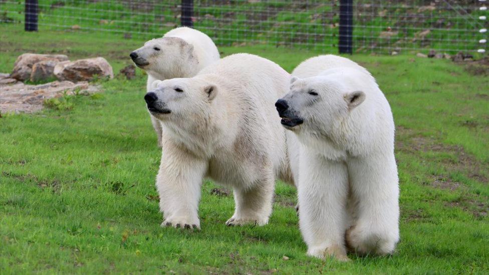 Chic 2 Bed Peak District Cottage Barn Near Alton Towers, Polar Bears, Chatsworth House Leek Luaran gambar